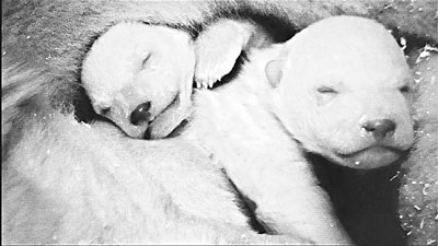 BBC����Ȼ��¼Ƭ����ٷ粨���������������