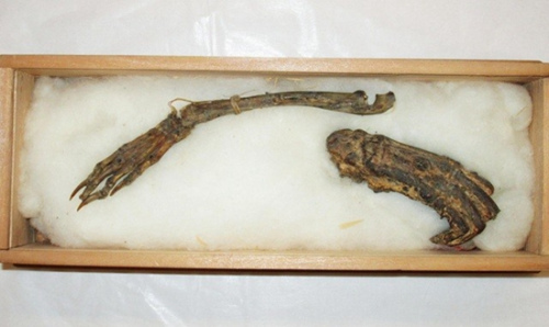 日本宫崎县公开“河童手足”真伪不明引关注