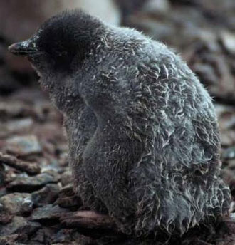 科学家担忧，不出10年，该种企鹅或因气候变化而灭绝。