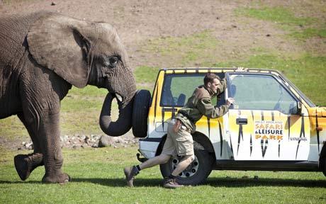英国动物园汽车遇故障 大象主动推车脱离困境