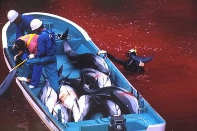 围捕鲸豚纪录片残忍血腥 惹火日本当地渔民(图