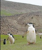 南极企鹅“梦剧院”(图)