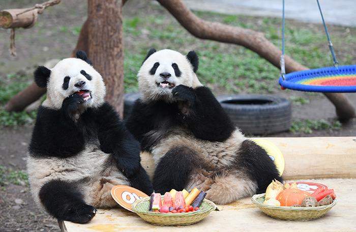 重庆大熊猫花式迎新春