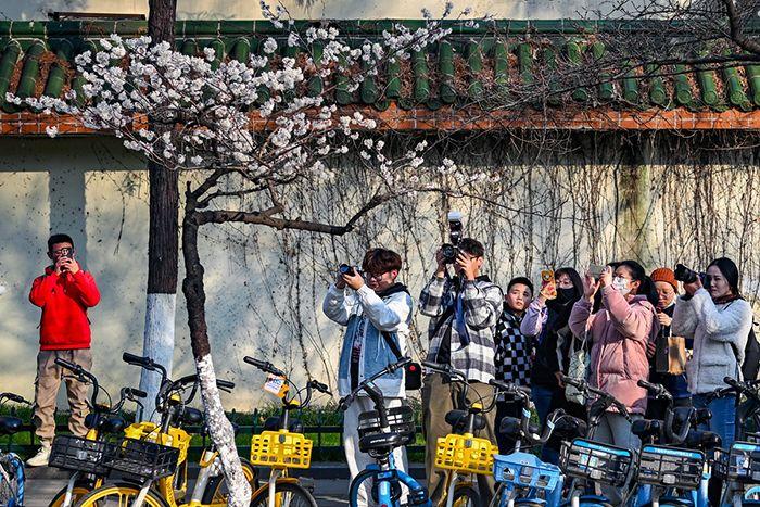 南京街头“消息树”花开满枝迎花季
