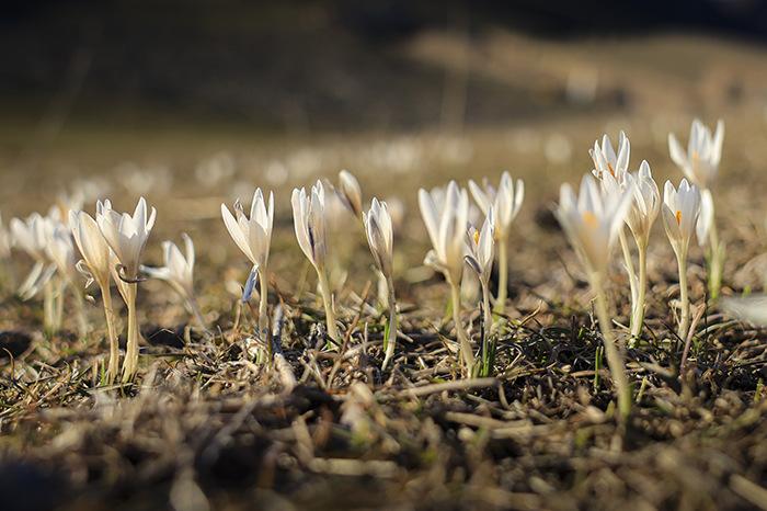 草原的“花花世界”已上新！新疆“顶冰花”破雪绽放