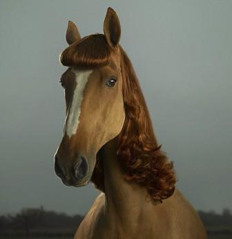 广告<em>摄影</em>师为马改头<em>换</em>面设计潮流<em>发型</em>[图]-潮流