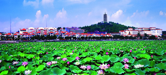 东莞桥头镇举办第七届荷花文化艺术节