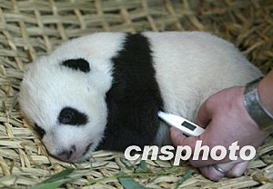 组图:北京动物园大熊猫幼崽甜甜体检