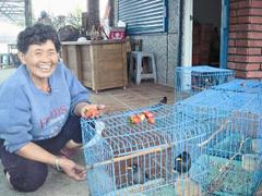 林菊花悉心照顾她的4只八哥鸟