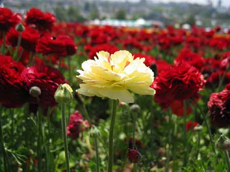 淘宝价格为每人二元,打五折之后就只需一元