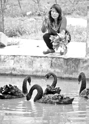 永嘉农户创办珍禽动物园 有德国血统的火鸡-