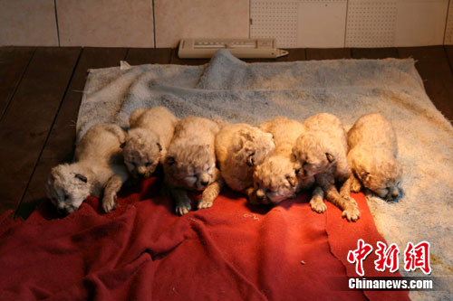 �����Σ�����Ա���ǲ��º������߰�̥��(��ͼ)