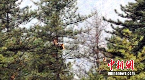 �Ĵ���կ�����羰������200��ֻ��˿��(ͼ)