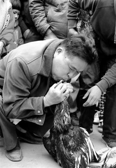 斗鸡比赛时被啄死主人为其做人工呼吸(图)