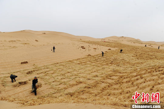 中国沙尘暴策源地甘肃民勤连年沙尘暴次数锐减