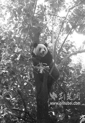 武汉动物园出现惊险一幕 大熊猫负气爬高树(图)