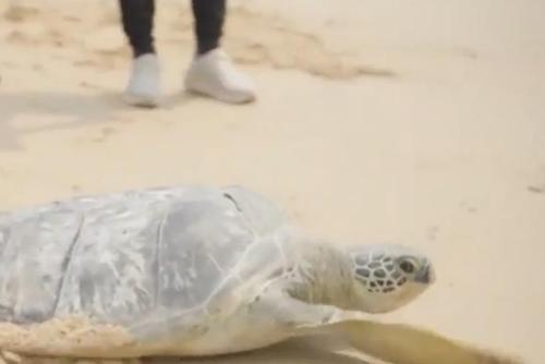 43只人工繁育野化后的海龟放归大海