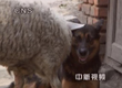 大狼狗给小羊羔当奶妈