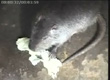 è�����µ�<br>������