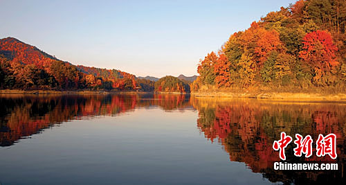 杭州千岛湖丹枫红似火 秀色可餐