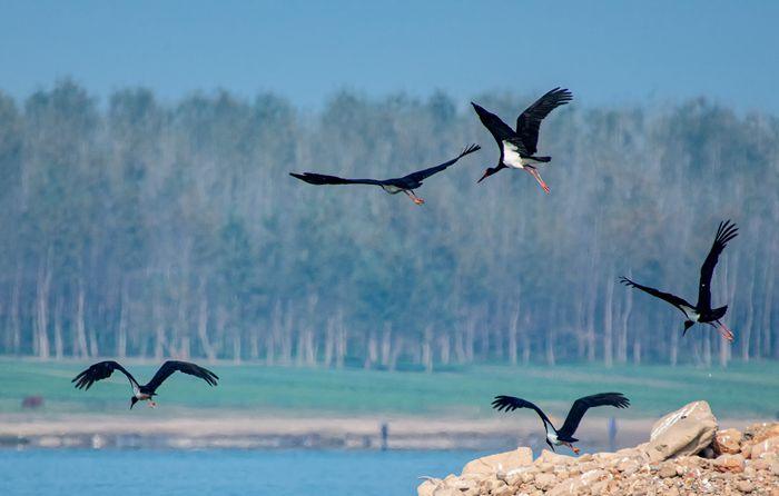 珍稀鸟类黑鹳栖息觅食