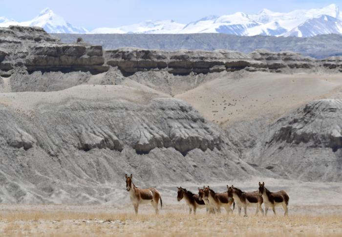 藏野驴“漫步”西藏阿里