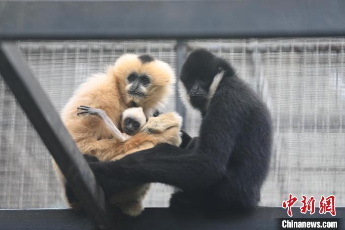 广州：北白颊长臂猿宝宝迎来满月