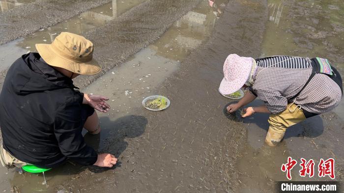 广西苗乡民众梯田育秧候春耕