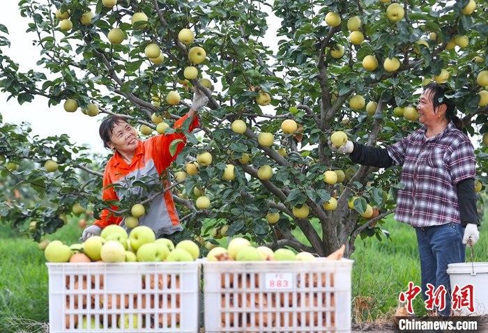 江苏淮安：三河农场翠玉梨抢鲜上市