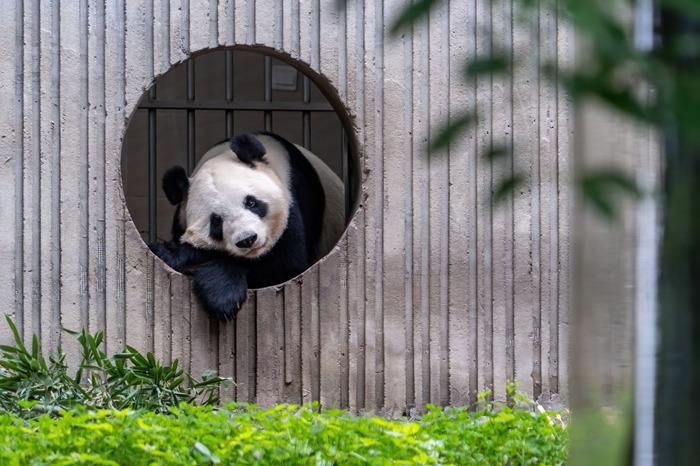 四川卧龙神树坪基地大熊猫静享秋日时光