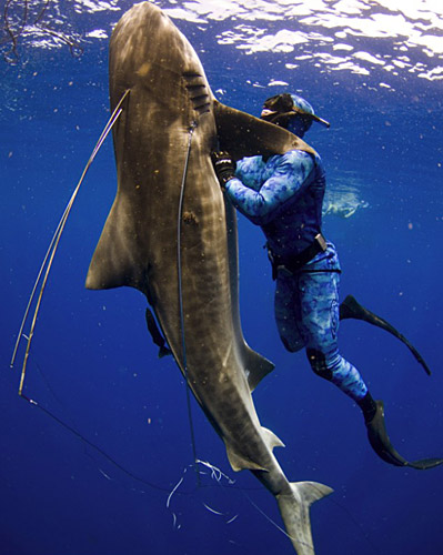 为保护同伴 潜水员与虎鲨在水下近身搏斗(图)_