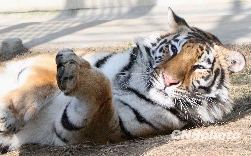 苏州雨过天晴 动物享受暖阳[组图]-动物 晒太阳