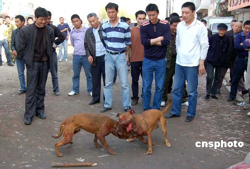 图:安徽界首街头上演血腥斗狗