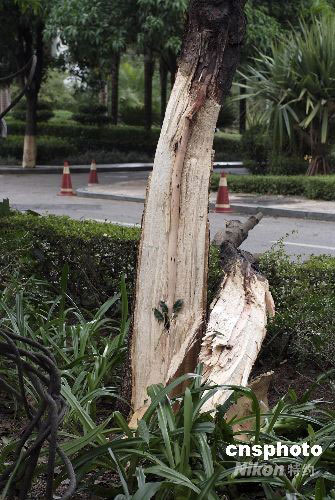 黑格比肆谑 直径30公分大树一分为二[图]_CC