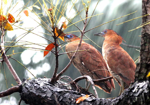 ������ɽСѧӭ���ͱ�������ڹ�����������ͼ��