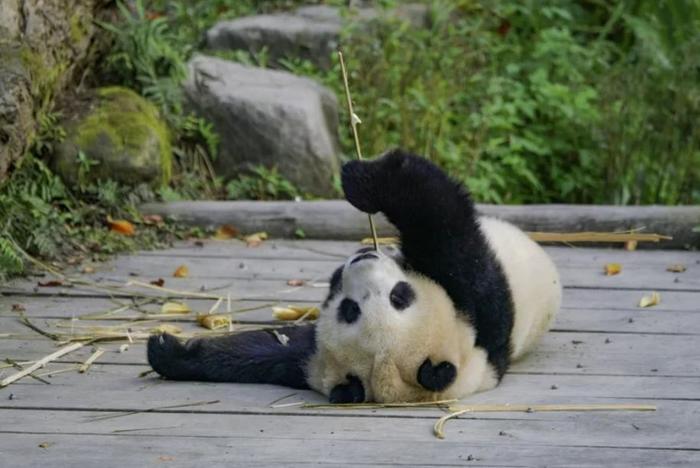 台北动物园熊猫馆将施工4只熊猫面对噪音反应大不同