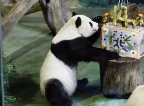 大陆赠台大熊猫“团团”标本在台北展出