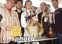 世界名犬智商排行前100名_这10只世界名狗智商排名竟然火了(2)