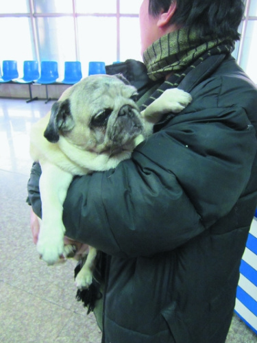 巴哥犬“佳美” 巴哥犬“佳美”