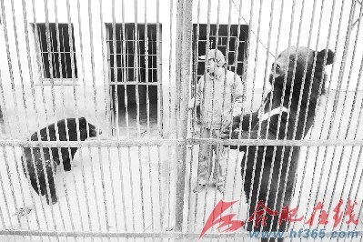 图为饲养员在笼中安慰受惊吞食幼崽的雌熊 图为饲养员在笼中安慰受惊吞食幼崽的雌熊