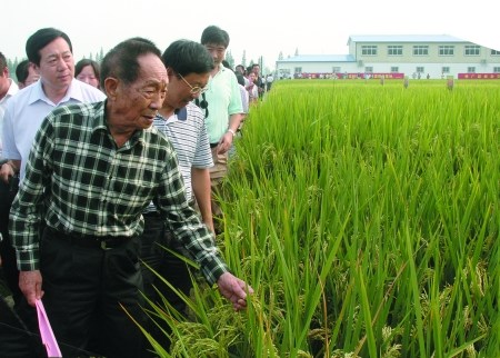 资料图:袁隆平考察超级杂交水稻生长情况 尹小剑 摄 资料图:袁隆平考察超级杂交水稻生长情况 尹小剑 摄