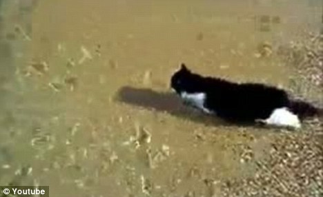С��è��ǳ̲������ˮ����Ϥˮ�ԡ�