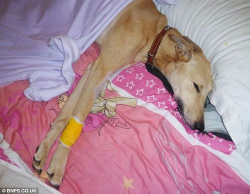 猎犬从悬崖摔下后性命并无大碍 猎犬从悬崖摔下后性命并无大碍