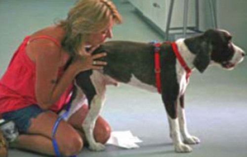 宠物犬站立后,其主人紧紧地拥抱着它。 宠物犬站立后,其主人紧紧地拥抱着它。