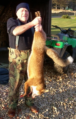 这只巨型狐狸体长达1.5米，重约17公斤。