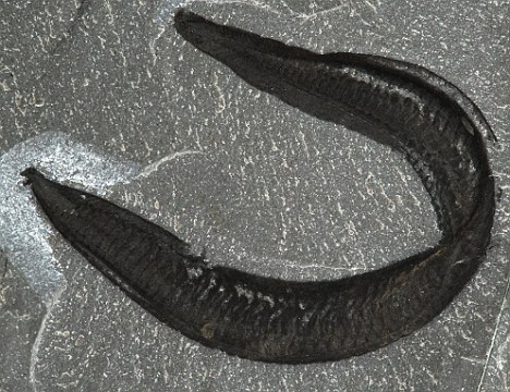 这种长约5厘米的蠕虫也许是人类最原始的祖先。 这种长约5厘米的蠕虫也许是人类最原始的祖先。