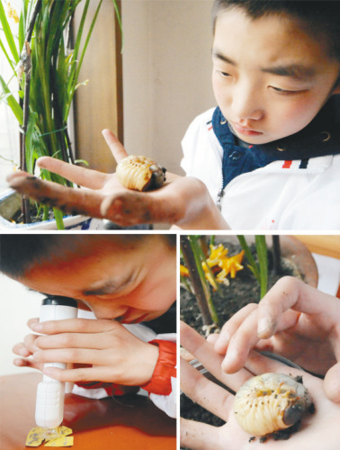 邓志奇手里拿的独角仙幼虫是春节前,爸妈从网上帮他订购的。“这对幼虫来自福建,是坐飞机飞到沈阳的,我要格外珍惜。”邓志奇说。 邓志奇手里拿的独角仙幼虫是春节前,爸妈从网上帮他订购的。“这对幼虫来自福建,是坐飞机飞到沈阳的,我要格外珍惜。”邓志奇说。