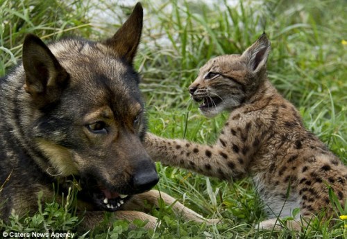 牧羊犬在野外调教这只山猫如何捕食。