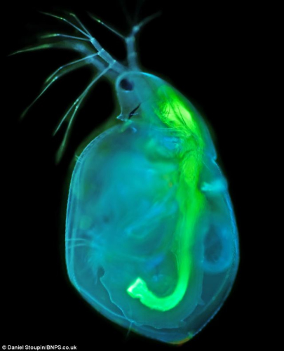 这张微生物的照片看起来晶莹剔透,色彩绚丽。 这张微生物的照片看起来晶莹剔透,色彩绚丽。