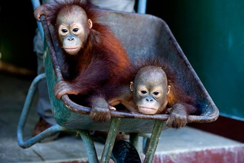 ���С��������һ�����Ƴ��ڣ�Ŀ����͡�